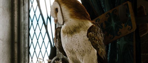 ПК-геймеры могут получить Hogwarts Legacy бесплатно — предложение ограничено по времени